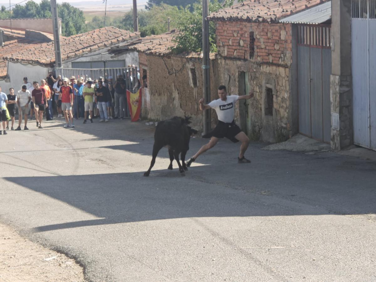 Unos toros "reservones" y unas vacas "muy bravas" ponen el broche a las fiestas de El Maderal Unos toros "reservones" y unas vacas "muy bravas" ponen el broche a las fiestas de El Maderal