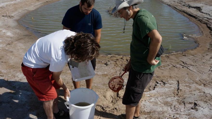 Repoblen una de les noves basses de la Pletera amb fartets