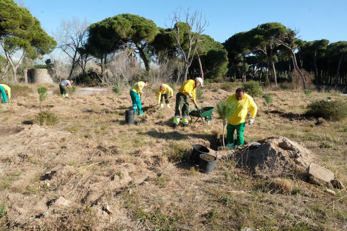 Viladecans planta 150 pins per ajudar a renaturalitzar la Pineda del Remolar. 