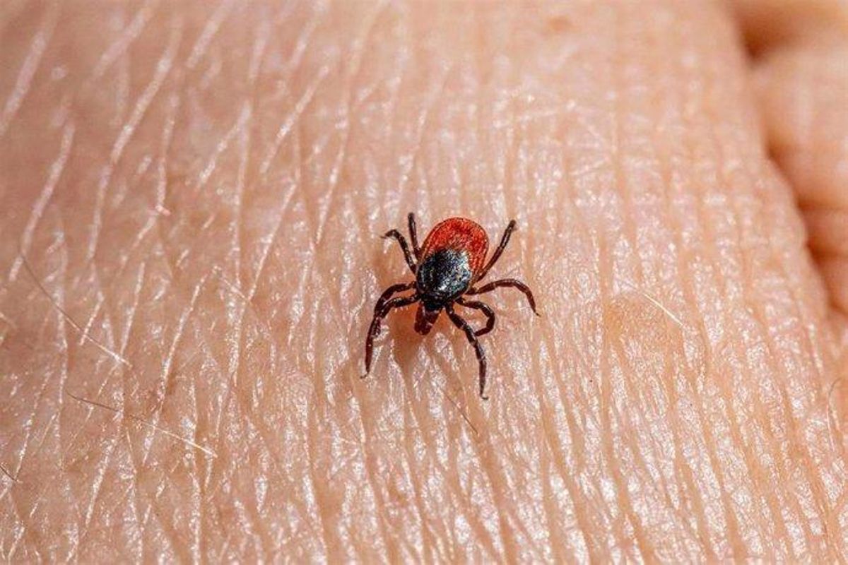 Una de las garrapatas que puede transmitir la fiebre de Crimea-Congo
