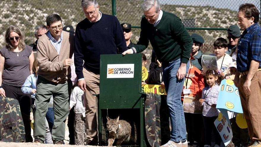 El lince ya corre por la estepa zaragozana: histórica expansión hacia el norte