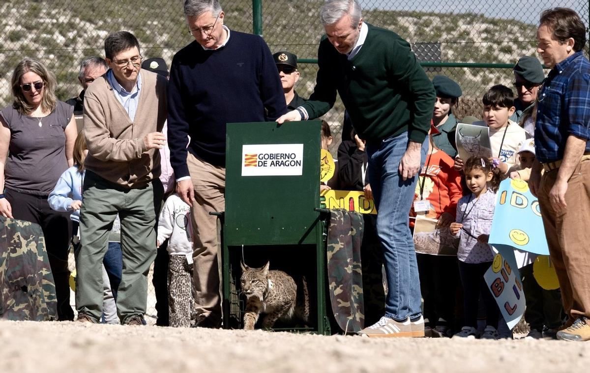 Suelta de uno de los dos linces esta mañana
