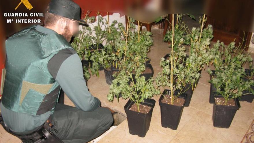 Un detenido y 23 plantas de marihuana intervenidas en una vivienda de Baena