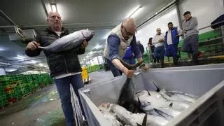 "Decepcionante" subasta del "campanu" del verano: la primera tina de bonito del Norte se pagó al precio más bajo de los últimos seis años