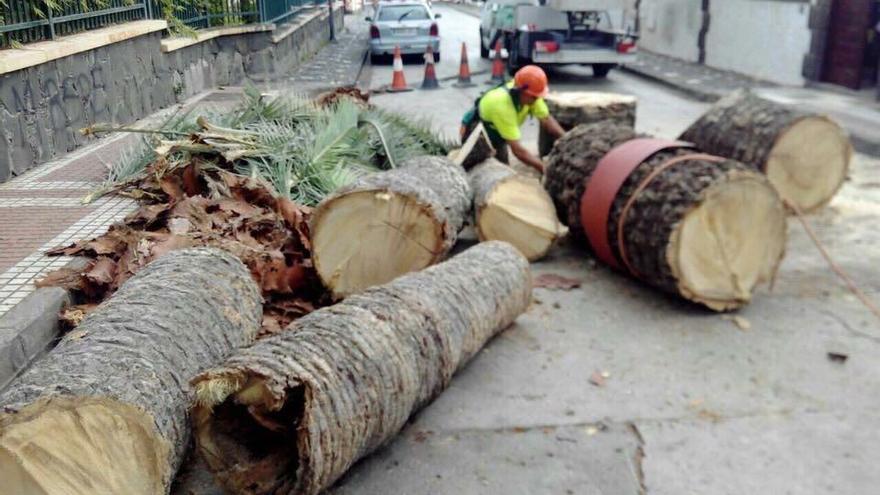 Desaparece otra palmera canaria junto al parque Doramas