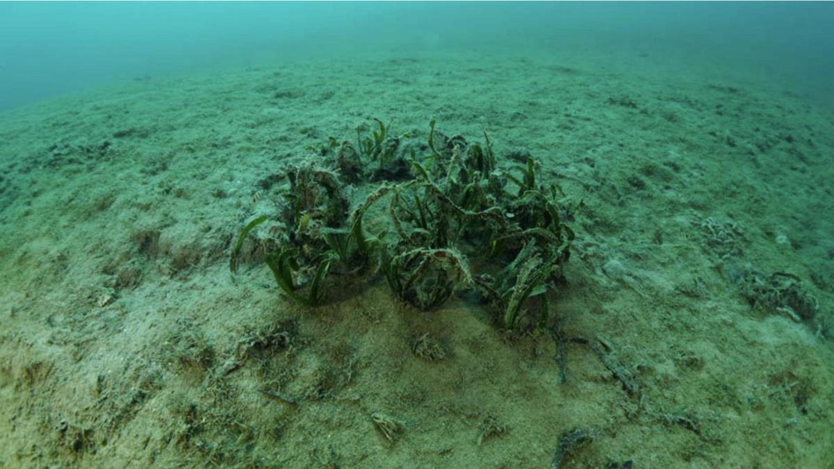 Estado en que queda una pradera de posidonia tras ser arrasada por los fondeos incontrolados
