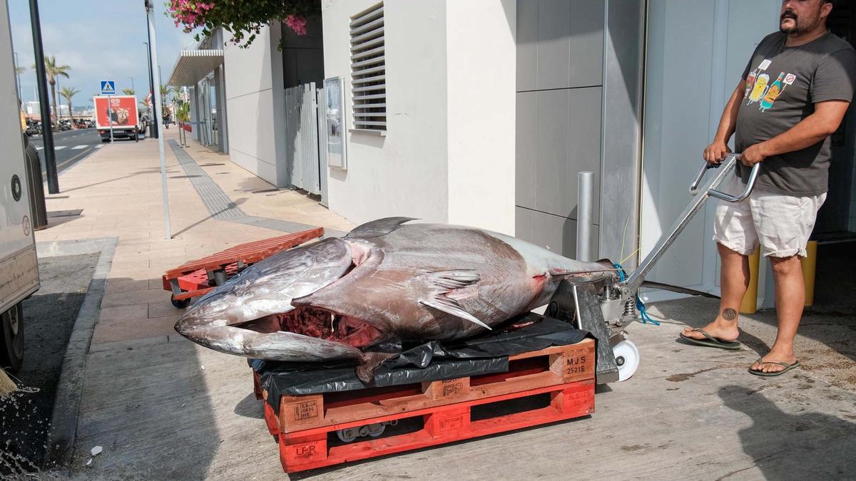 Toni March, pescador de Ibiza, captura un atún de 320 kilos