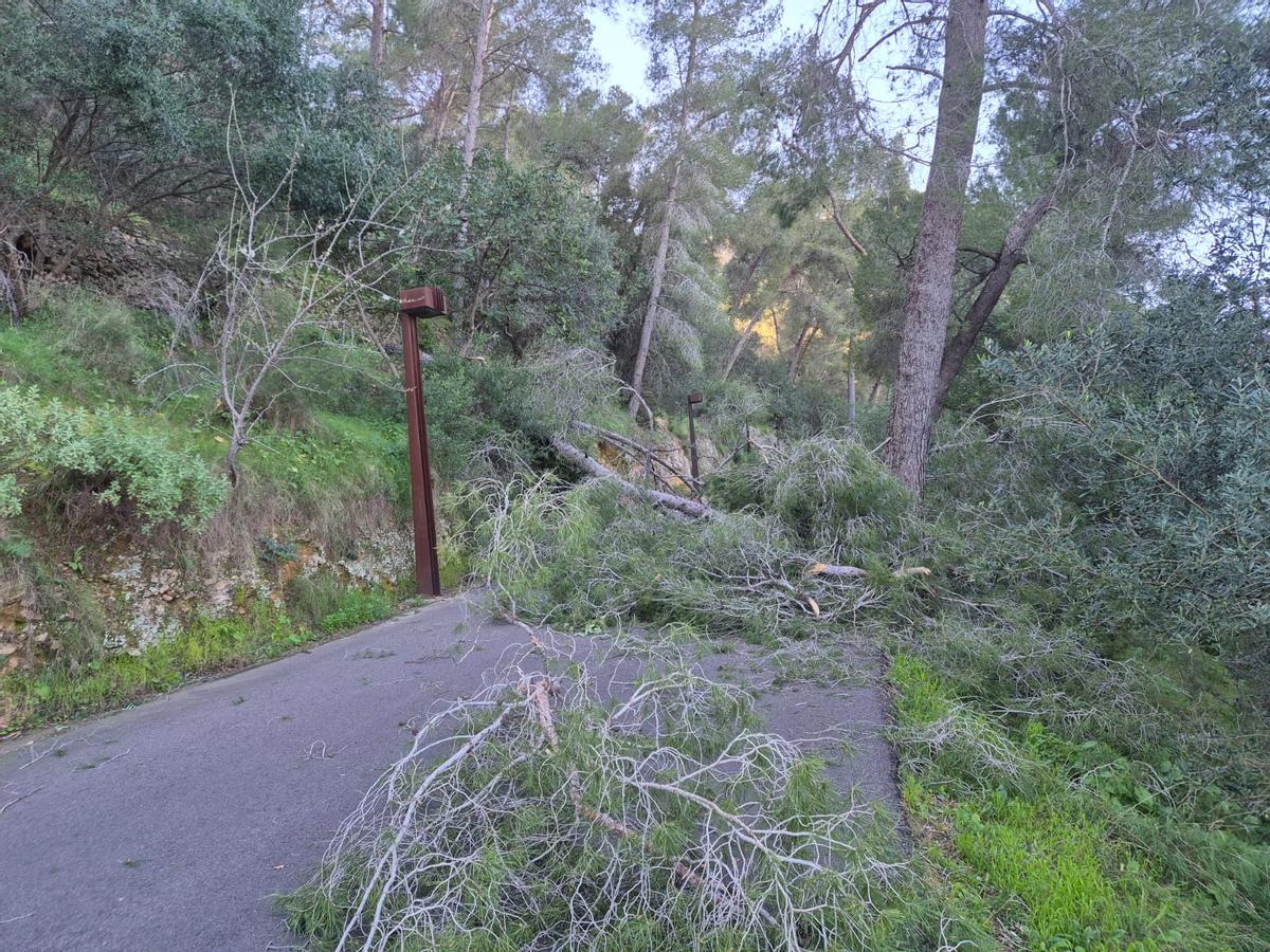 Ramas caídas por el viento en la subida al Castell de Xàtiva, impidiendo la circulación del tráfico.