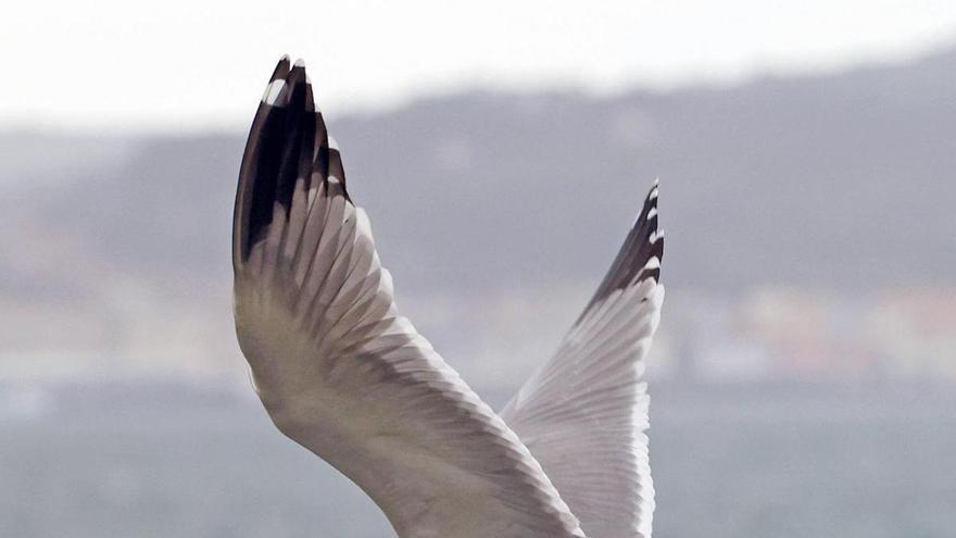 La Xunta detecta un nuevo foco de gripe aviar en una gaviota hallada en Vigo