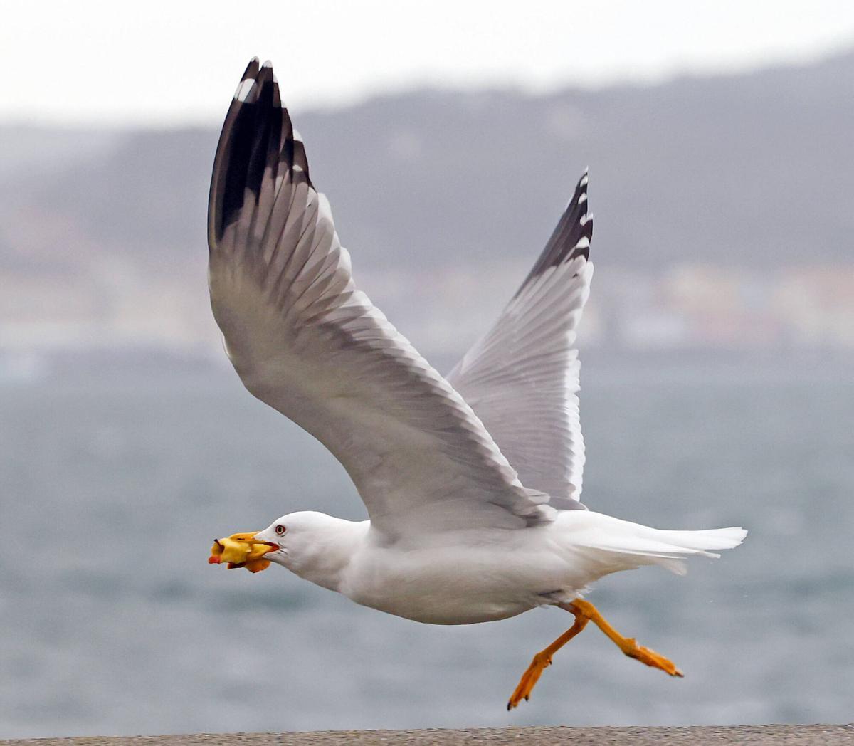Una gaviota en Vigo.