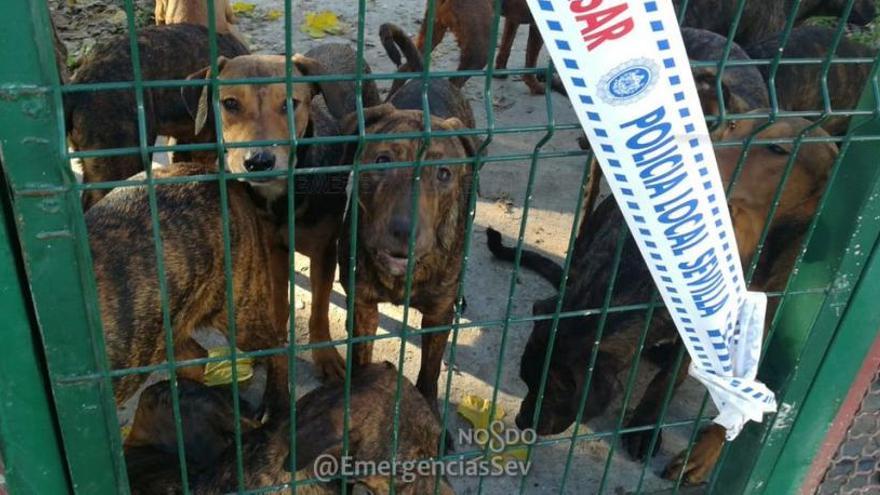 Fotos dels gossos abandonats en un parc infantil de Sevilla