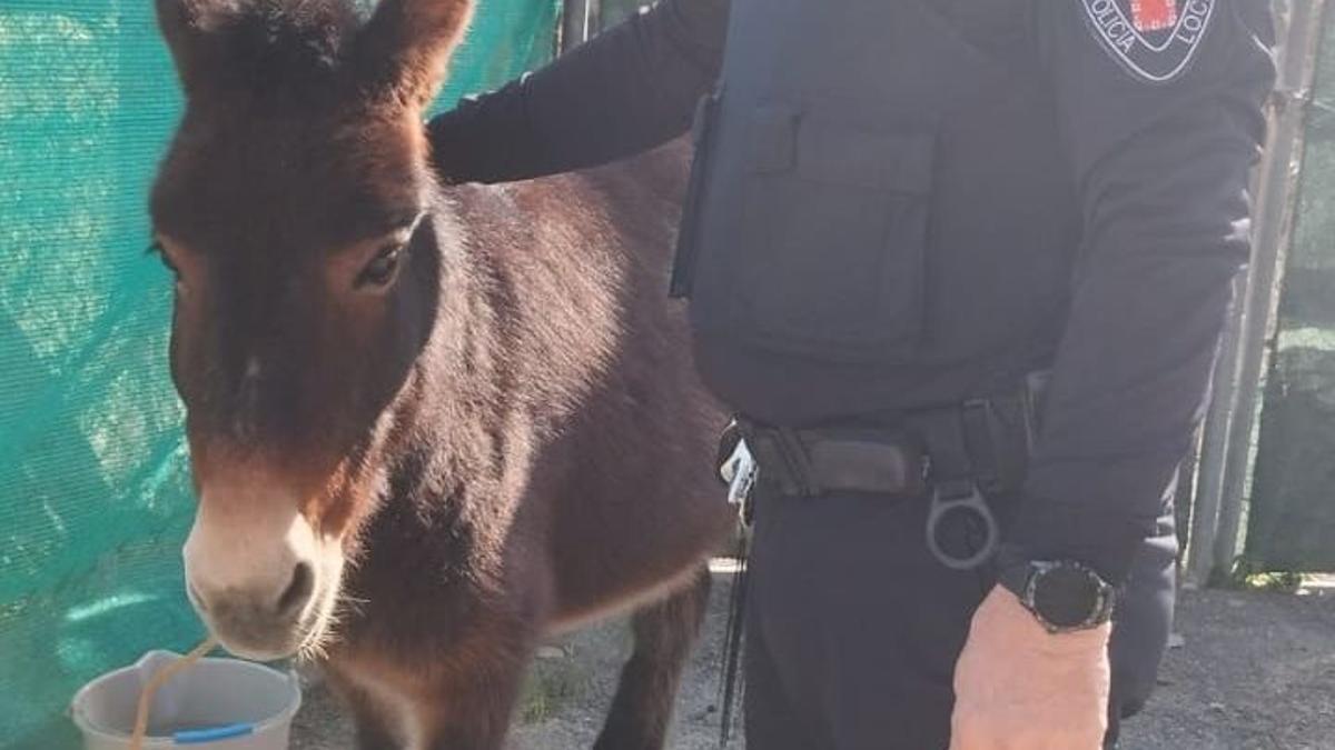 El burro, junto a un policía local de Murcia.