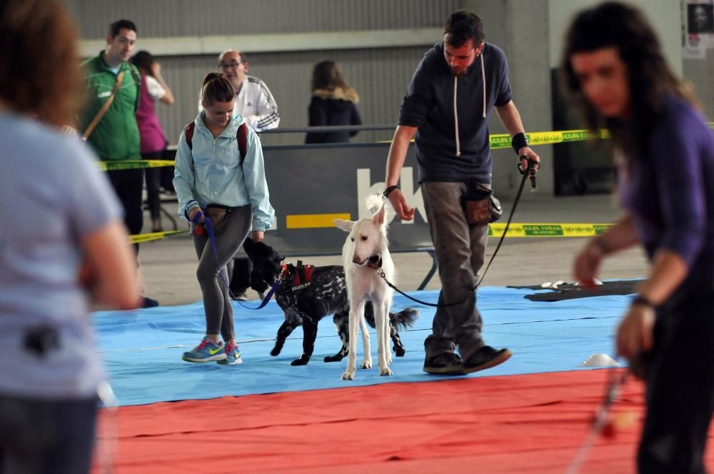 Desfile en la feria de la mascota de Santullano