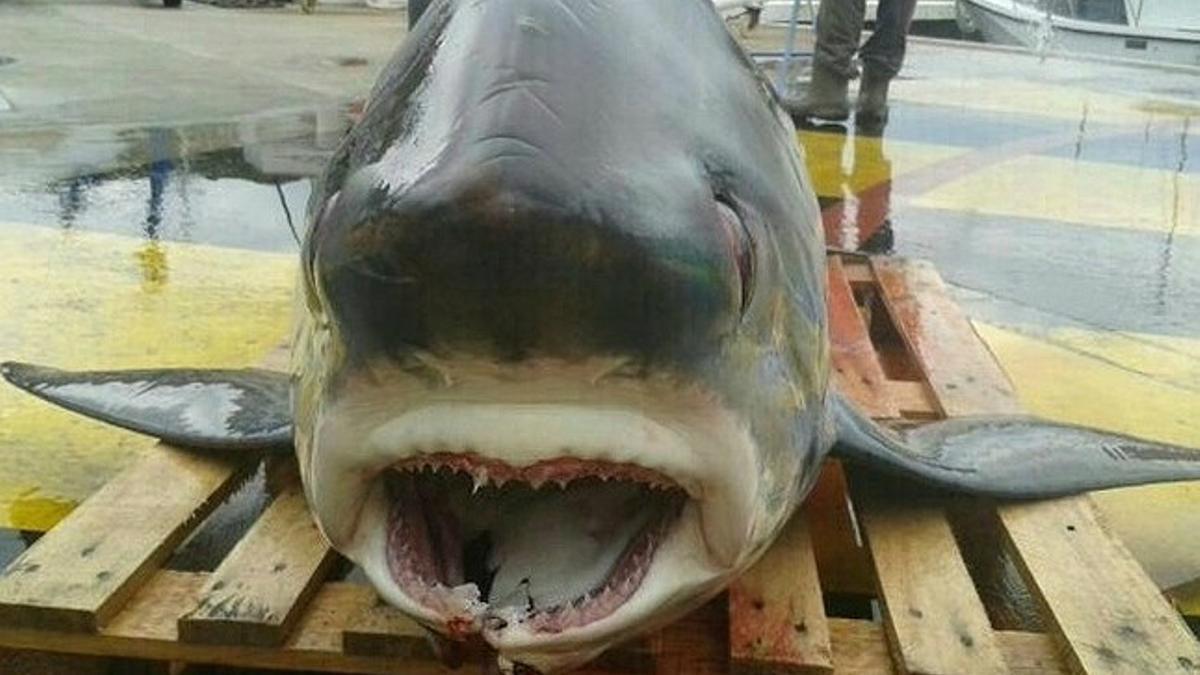 El tiburón capturado en Port de la Selva.