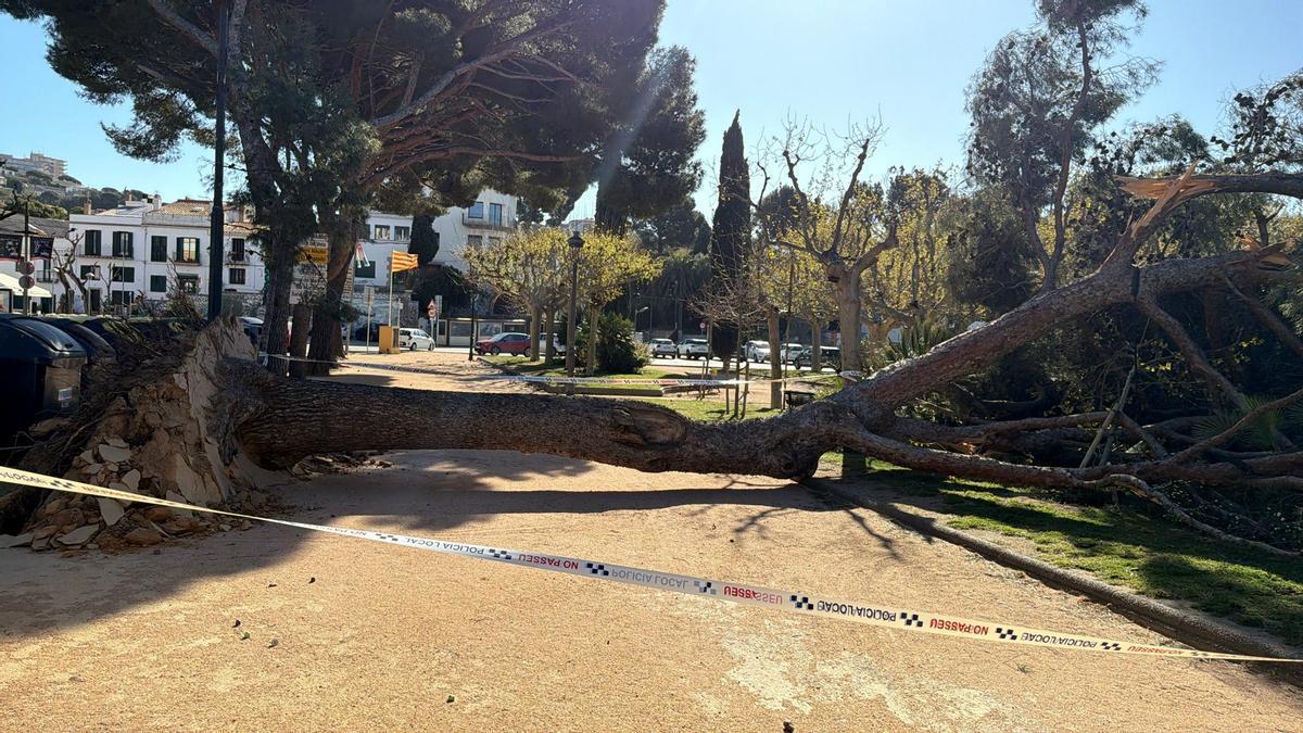 Un arbre de grans dimensions ha caigut per la ventada als Jardins Juli Garreta de Sant Feliu de Guíxols