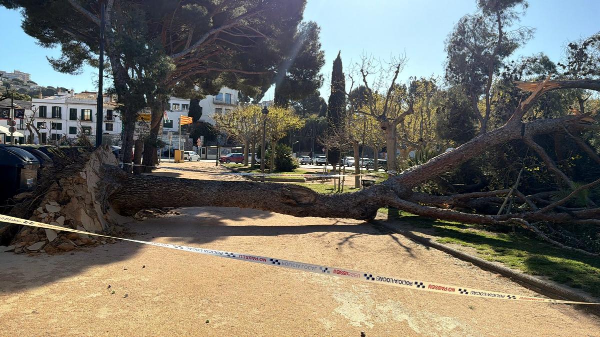 Un arbre de grans dimensions ha caigut per la ventada als Jardins Juli Garreta de Sant Feliu de Guíxols