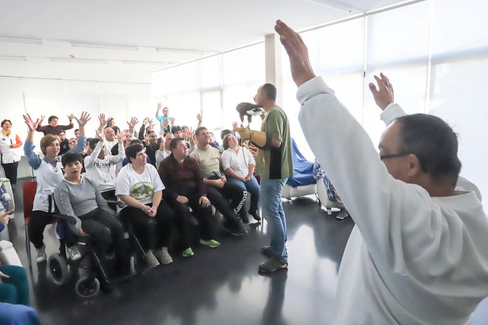 Aves rapaces forman parte de un programa educativo