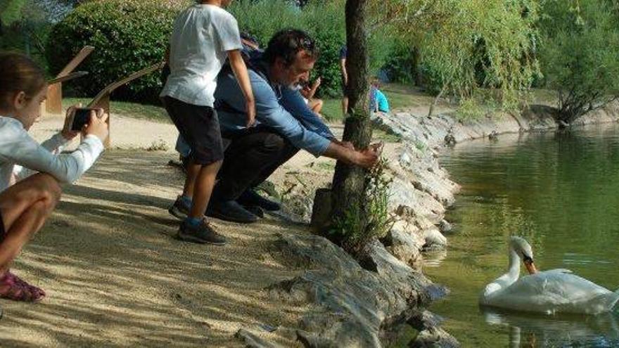 Un grup de turistes s&#039;acosta a l&#039;únic cigne que hi ha hagut fins ara a l&#039;estany de Puigcerdà