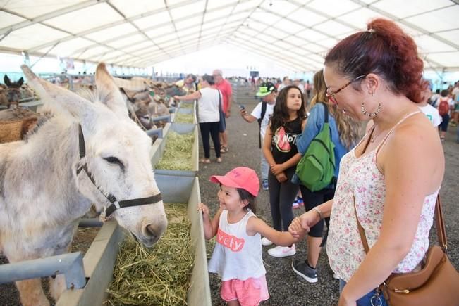FUERTEVENTURA - Más de 2.500 escolares de Fuerteventura se acercan al sector primario en la Feria de Agricultura, Ganadería y Pesca - 21-04-17