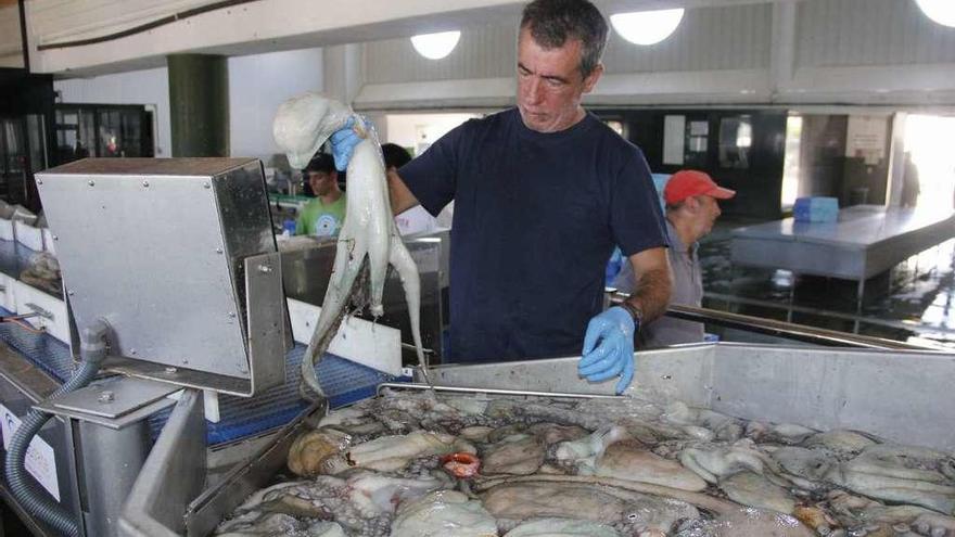 Descarga de pulpo en una lonja gallega.