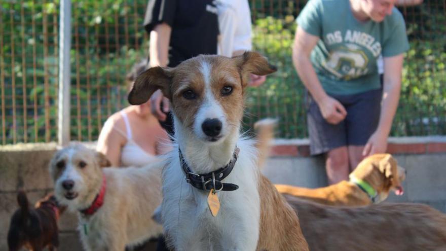 Foto de archivo de perros esperando la adopción en  Os Biosbardos.