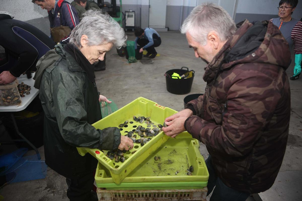 Los mariscadores a pie de la ría de O Burgo vuelven a faenar tras casi cuatro años de espera Los mariscadores a pie de la ría de O Burgo vuelven a faenar tras casi cuatro años de espera