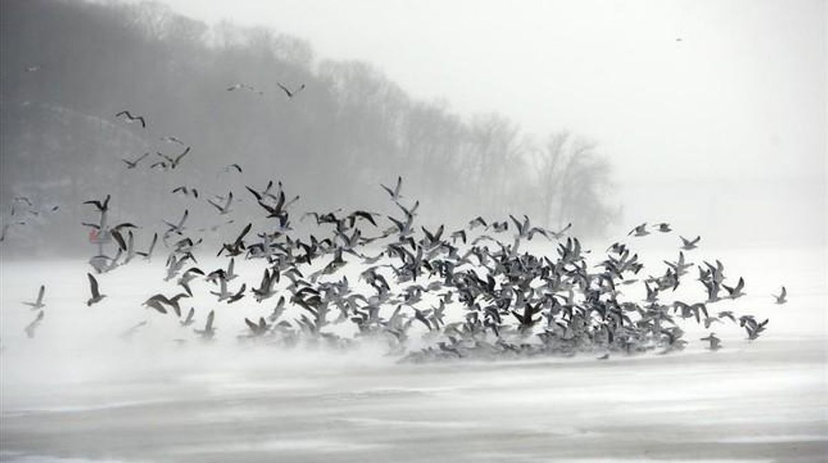 Una bandada d’ocells sobre la badia d’Irondequoit.