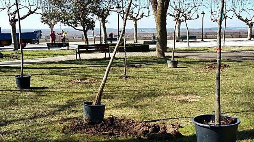 Trabajos de reposición de arbolado, realizados en la Mota.