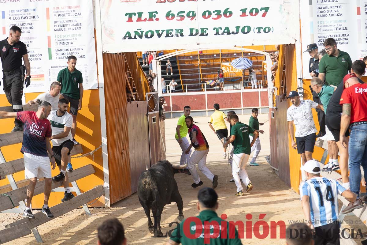 Quinto encierro de la Feria Taurina del Arroz en Calasparra