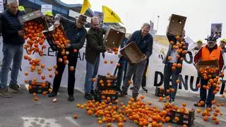 Preocupación en la naranja: piden que Europa investigue la competencia desleal de Egipto
