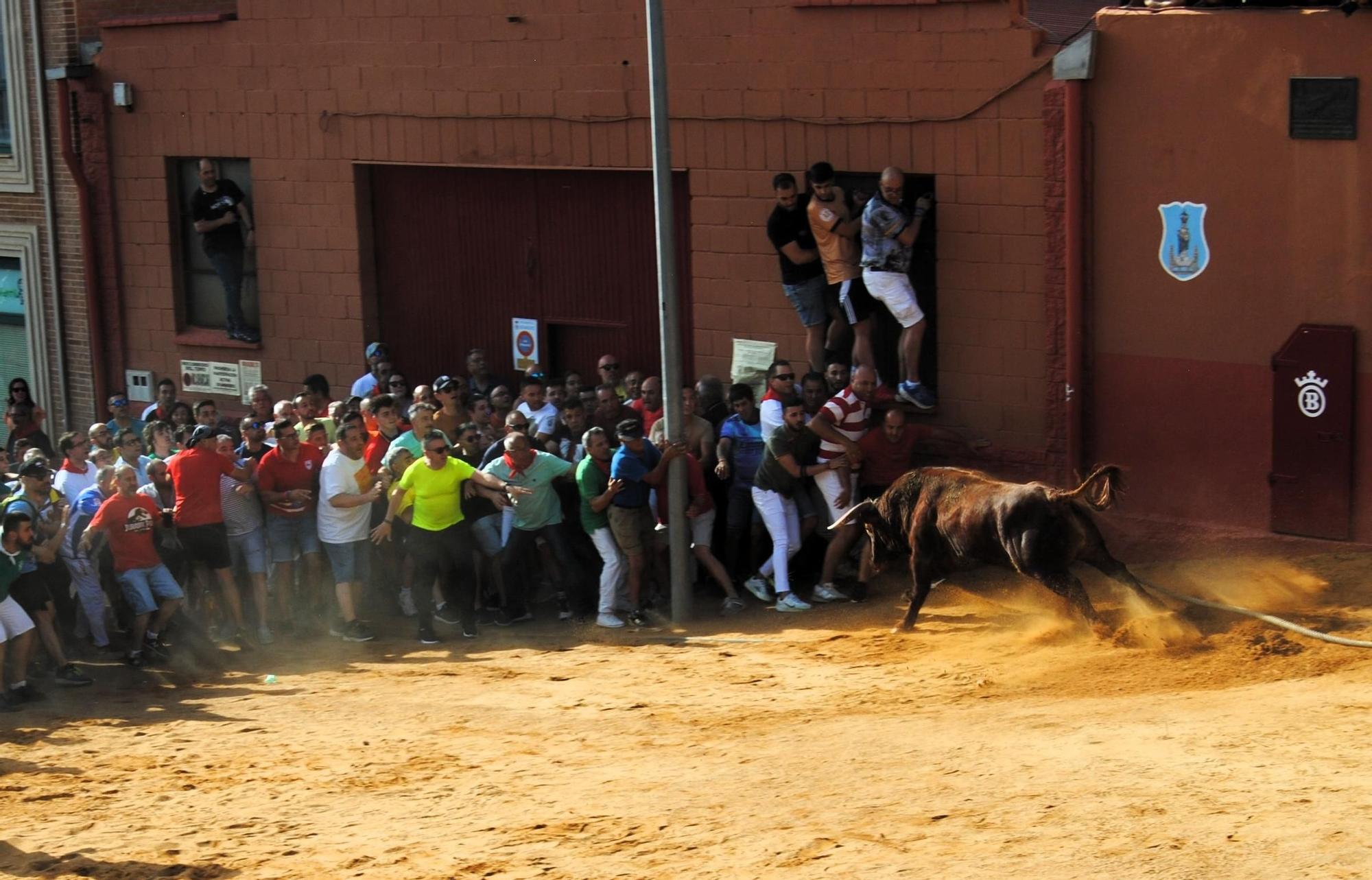 Así ha sido la carrera del torito Espléndido en Benavente