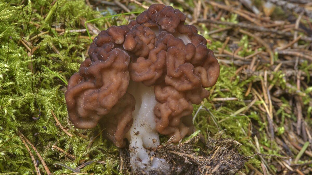 Gyromitra esculenta