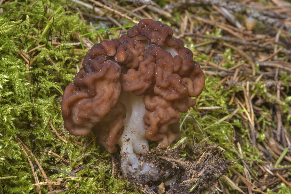 Gyromitra sculenta