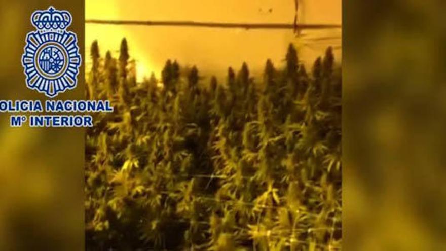 Decomisan 910 plantas de marihuana en Benifato y La Nucía