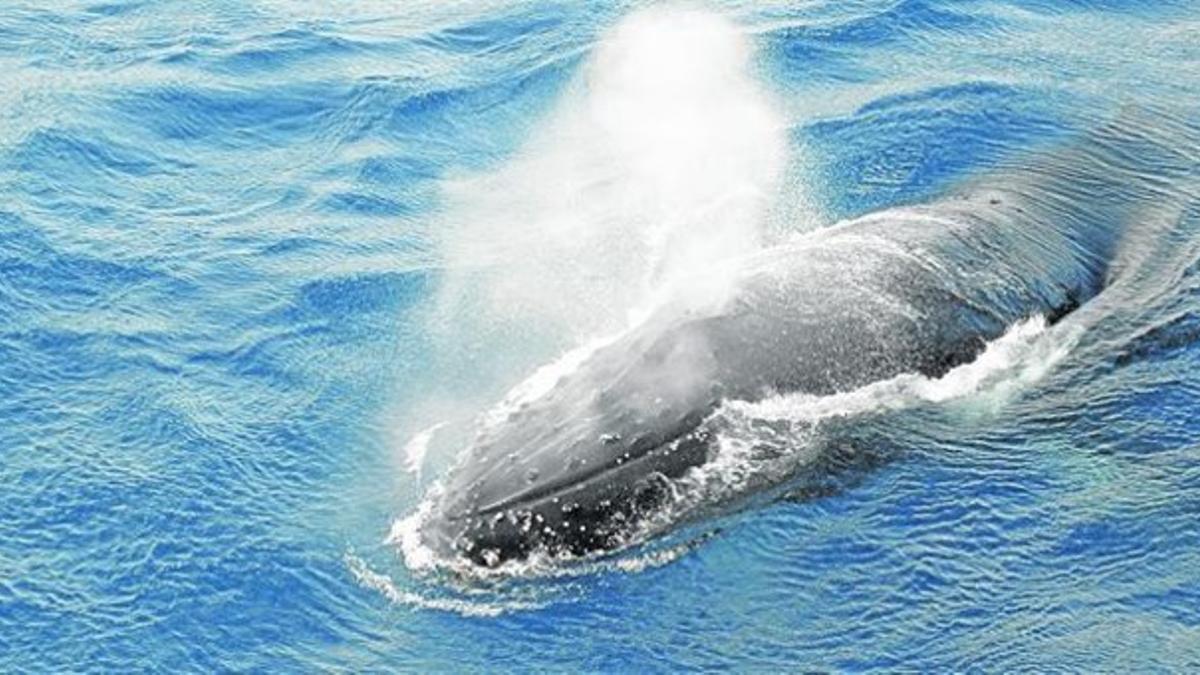 Una yubarta o ballena jorobada, un cetáceo presente en los dos hemisferios, emerge a la superficie en el mar de Weddell, junto a las islas Orcadas.
