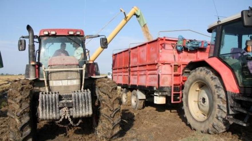 Un tractor traspassa l&#039;arròs recollit a un altre