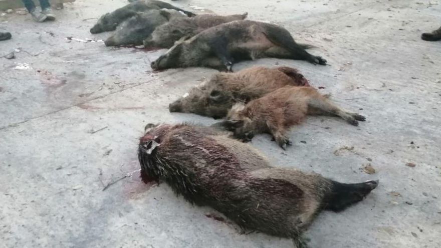 Las primeras cacerías de otoño de Viñas abaten siete jabalíes