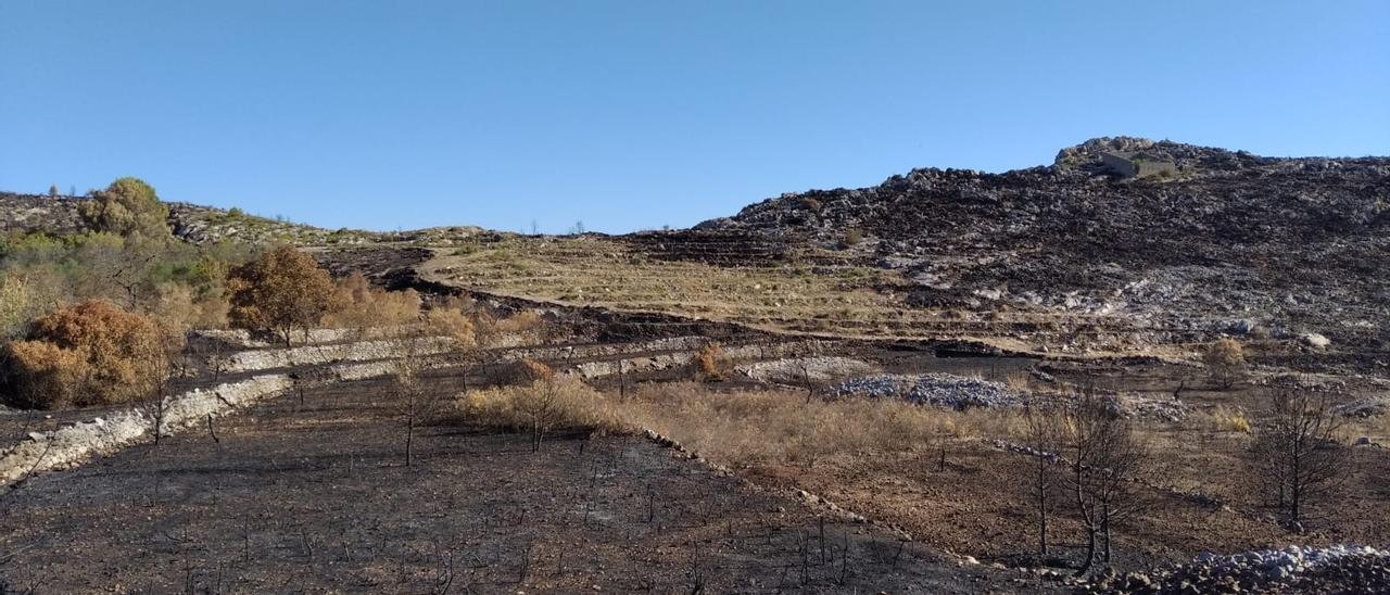 Algunos de los campos de Todolí arrasados por las llamas