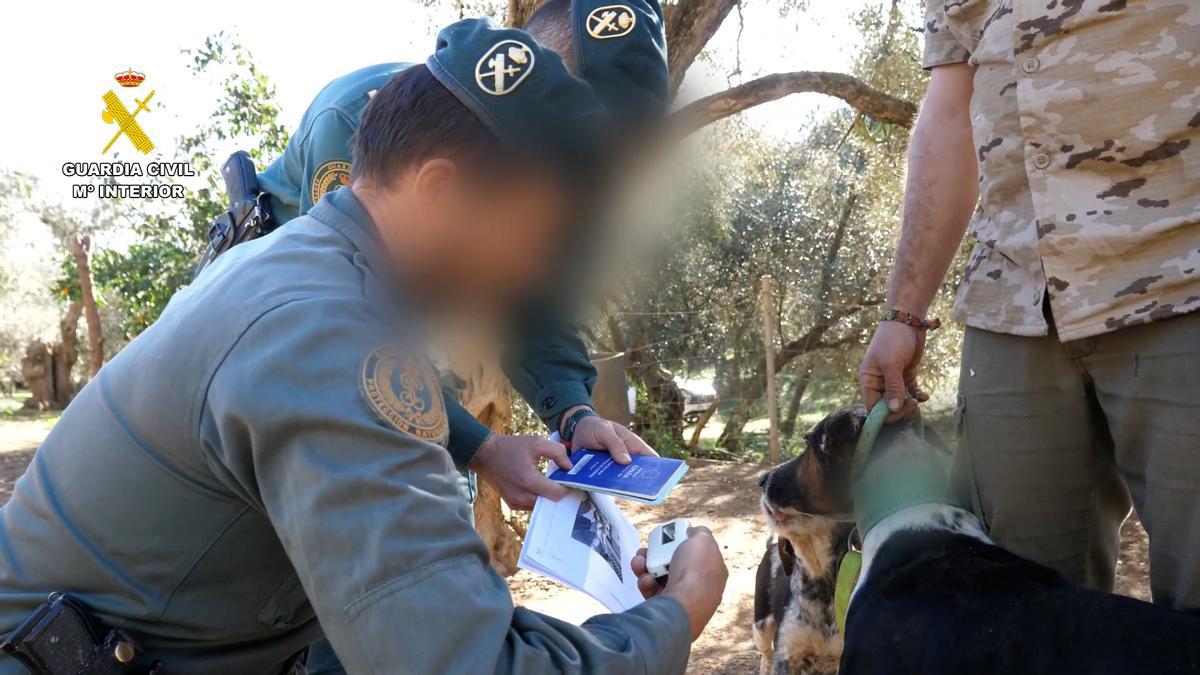 Operación de la Guardia Civil contra el maltrato animal.