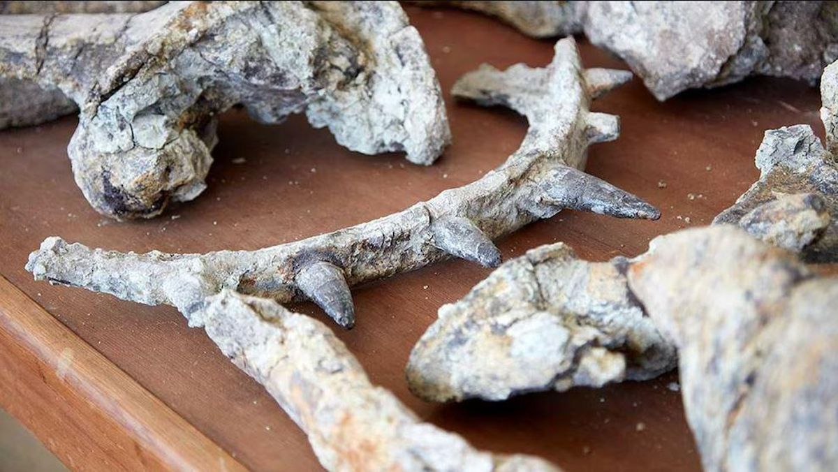 Algunos de los huesos del animal