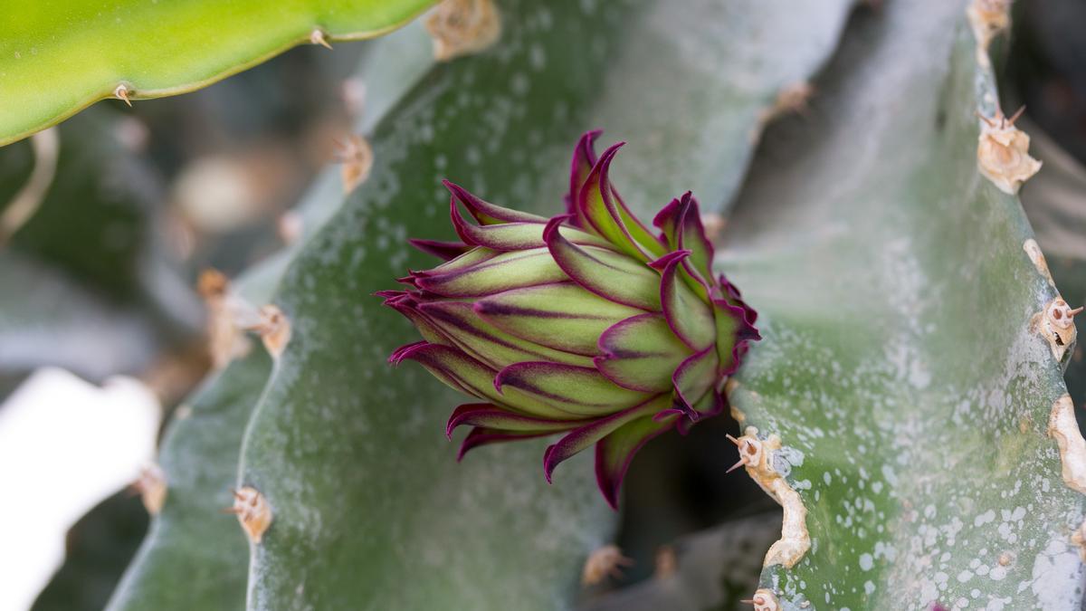 PLANTAS | Así puedes cultivar una planta de pitahaya en casa