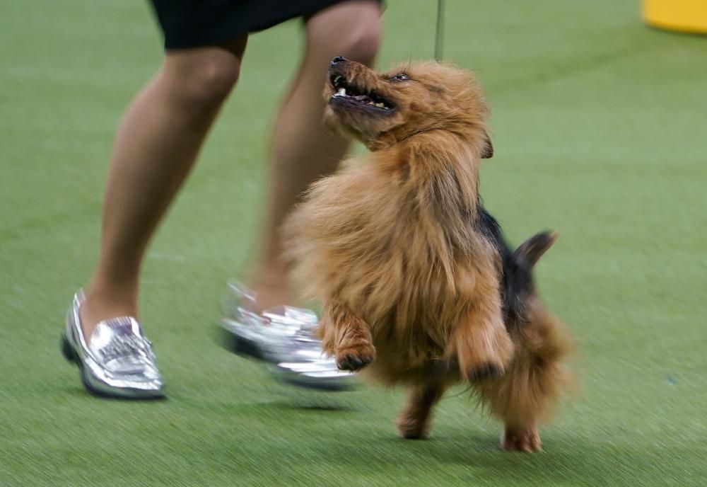 Les millors fotos del concurs de gossos Westminster Kennel Club Dog Show 2020