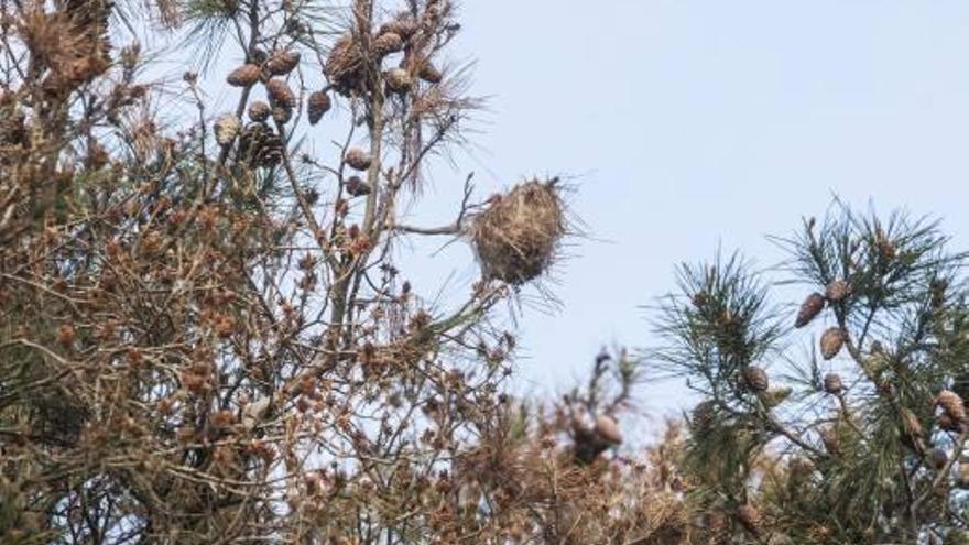 Expertos alertan del peligro de la procesionaria por el daño hecho ya por el tomicus en los pinos