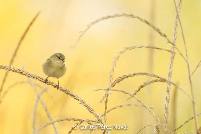Algunas de las mejores fotografías de Carlos Pérez
