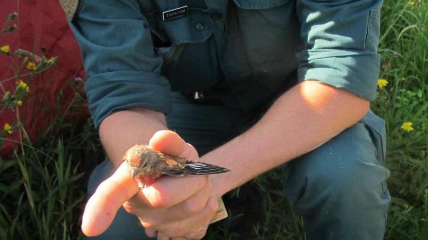 Una de las aves intervenidas durante la operación del Seprona.