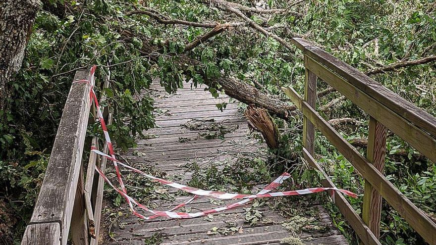 Cierran el paseo del río Mao por caída de varios árboles | IÑAKI OSORIO