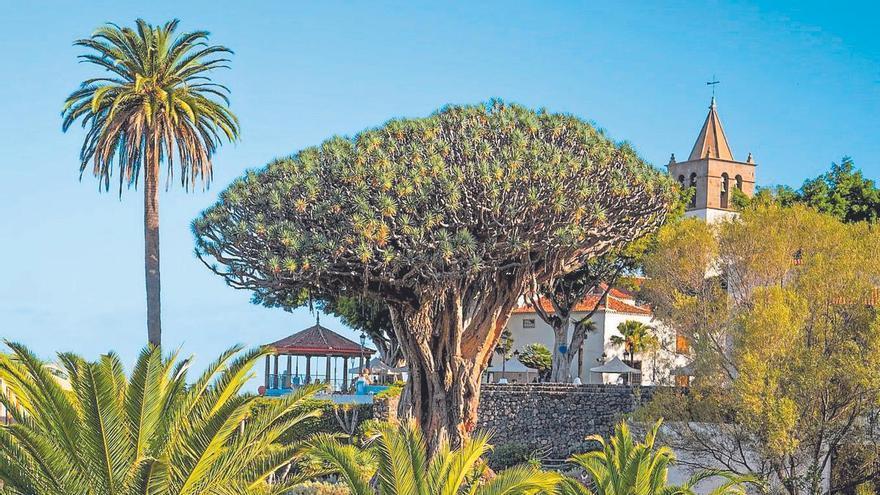 Icod de los Vinos convoca el primer concurso fotográfico dedicado al Drago Milenario