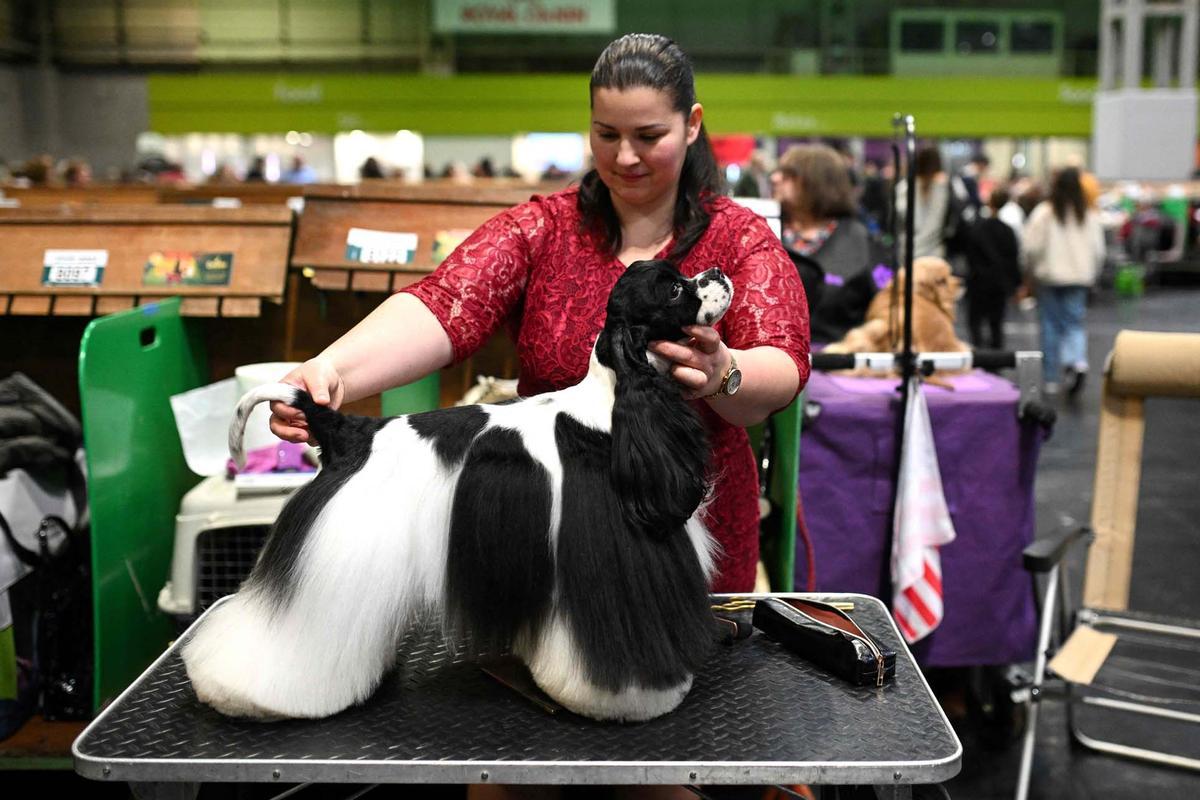 Exposición canina en el Centro Nacional de Exposiciones de Birmingham