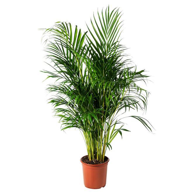 DYPSIS LUTESCENS de Ikea