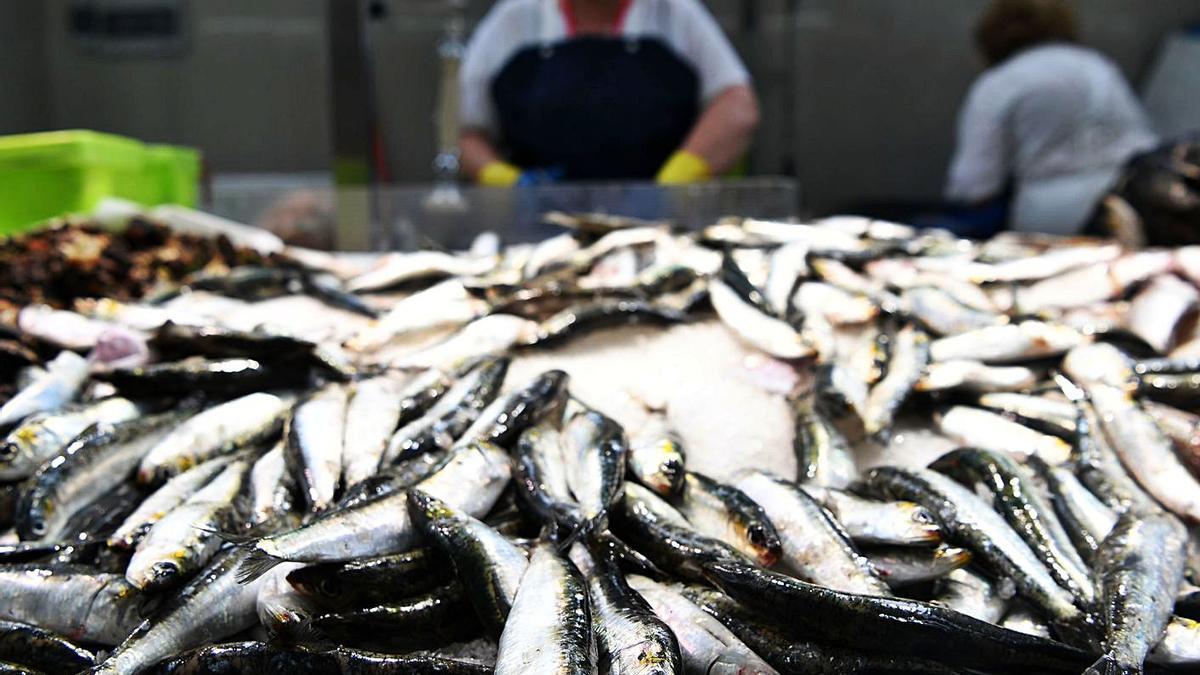 Sardinas a la venta en un puesto de un mercado de A Coruña.   | // CARLOS PARDELLAS